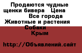 Продаются чудные щенки бивера › Цена ­ 25 000 - Все города Животные и растения » Собаки   . Крым